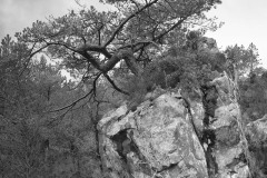 Folded tree