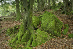 Near Staunton, Forest of Dean
