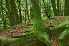 Near Staunton, Forest of Dean