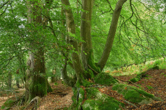 Near Staunton, Forest of Dean