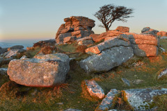 Tor and Tree, Dartmoor