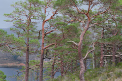 Caledonian Pine