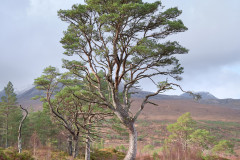 Caledonian Pines near Kinlochewe