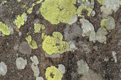 Three Rhizocarpon geographicum