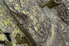 Rhizocarpon geographicum