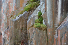 Moss
