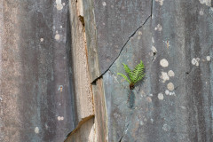 The Fern