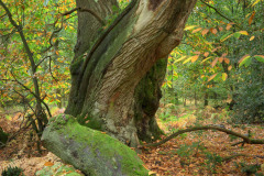 Savernake Forest No. 1