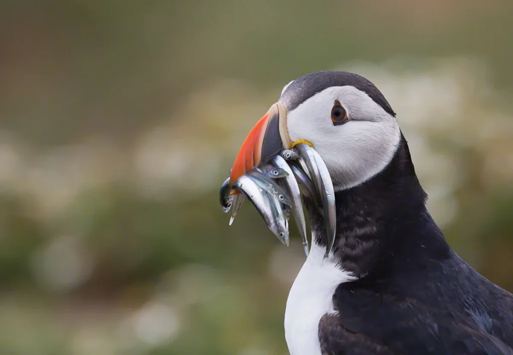 Puffins
