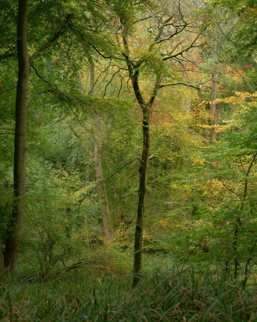 Peeking through the trees