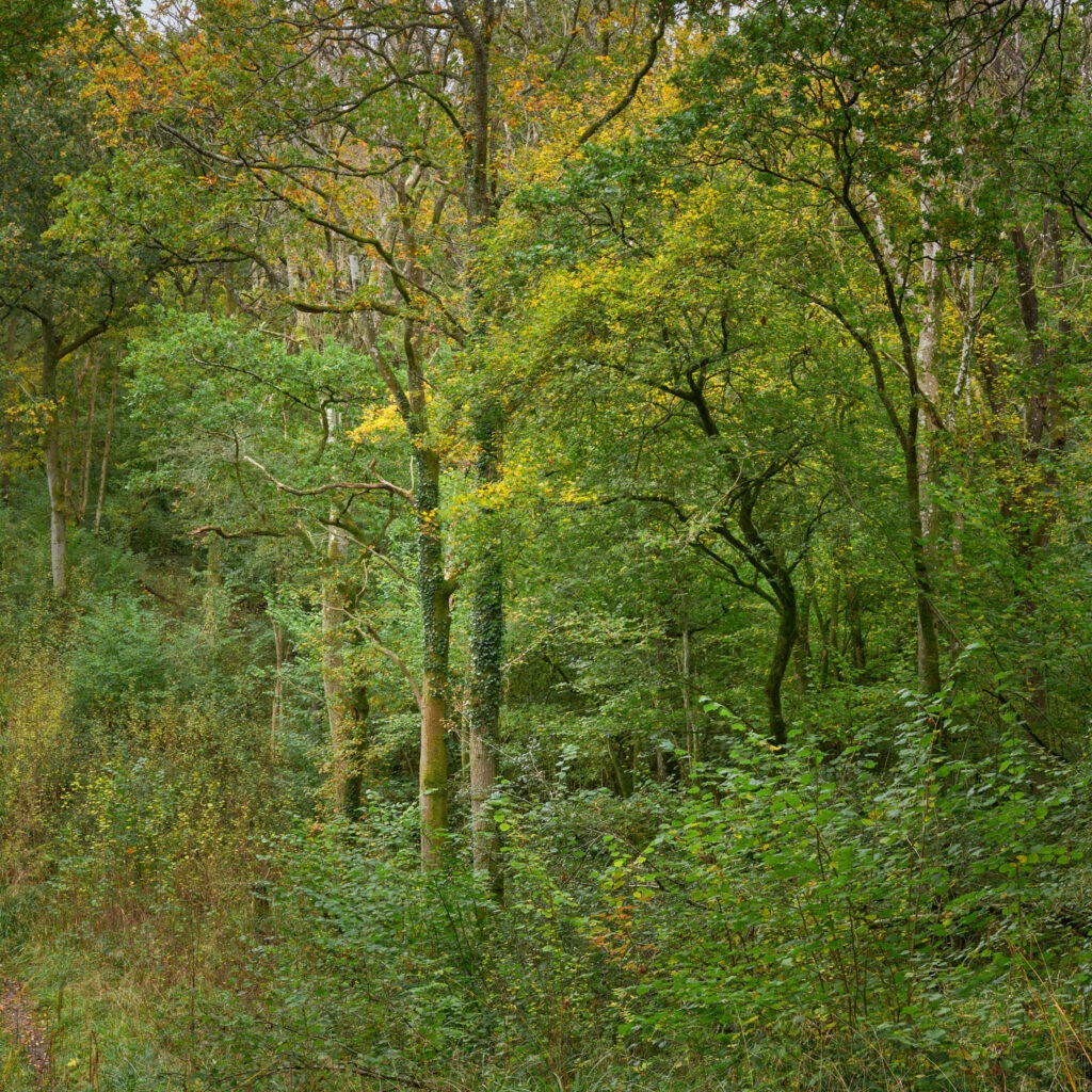 Straight and Curvey trees