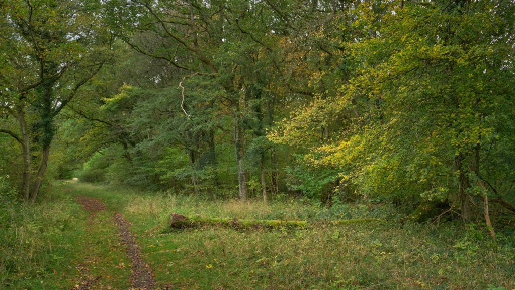 Woodland path