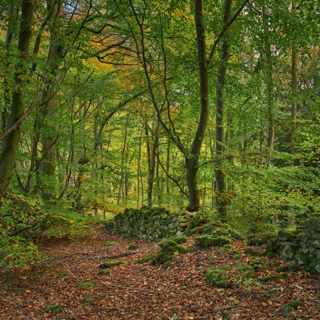 Cranham & Coopers Hill