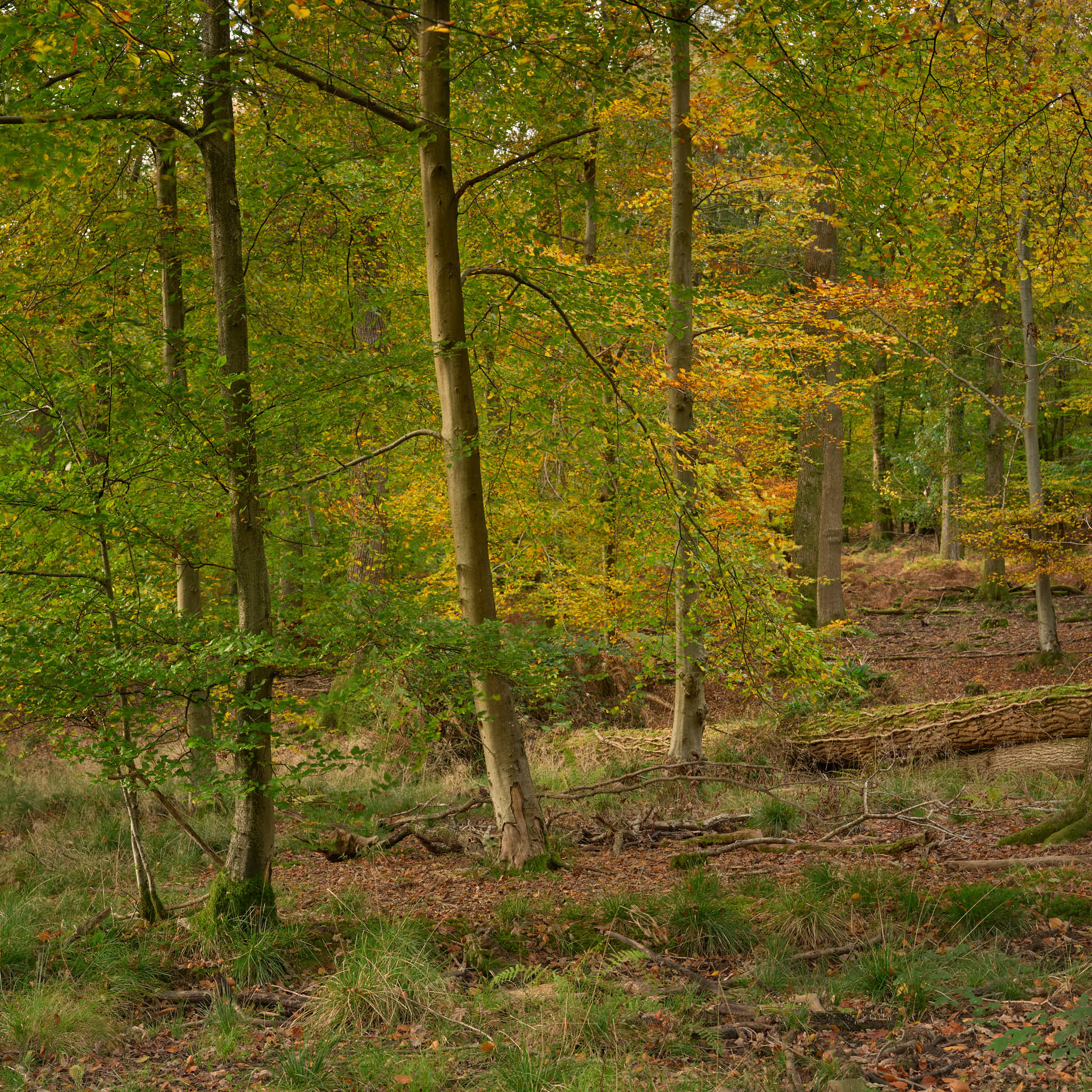 Woodland colours No. 1