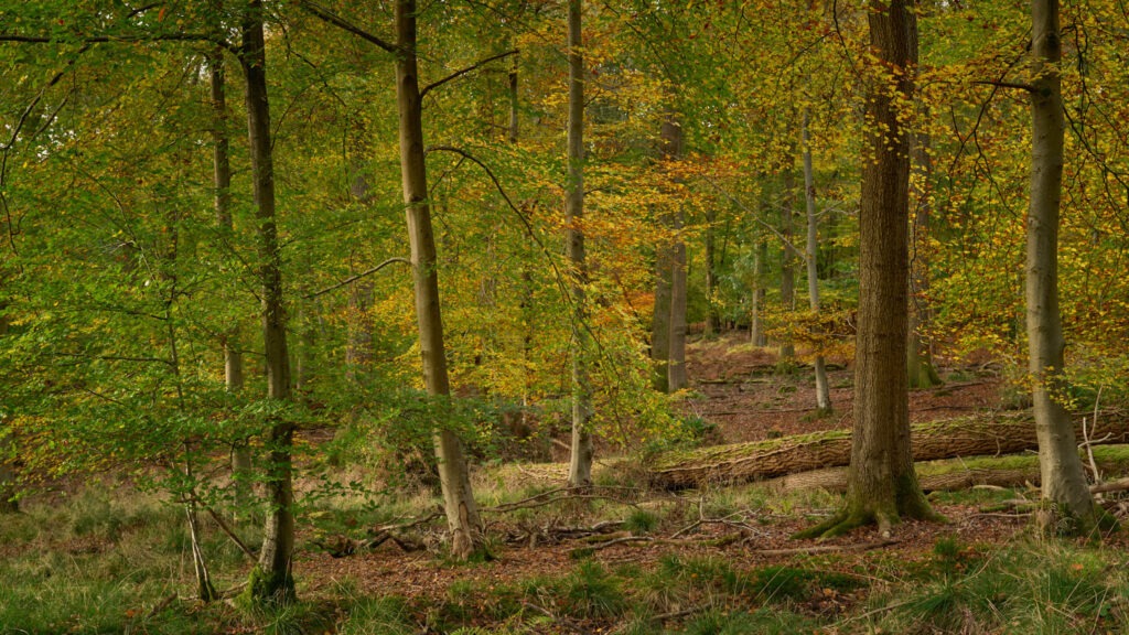 Woodland colours No. 2