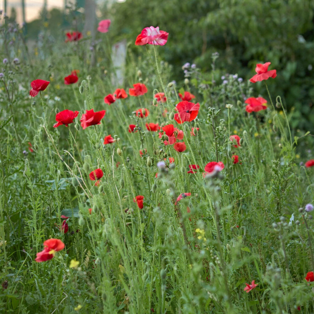 Poppies