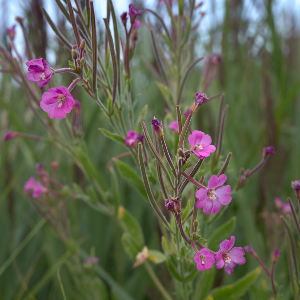 Purple flowers