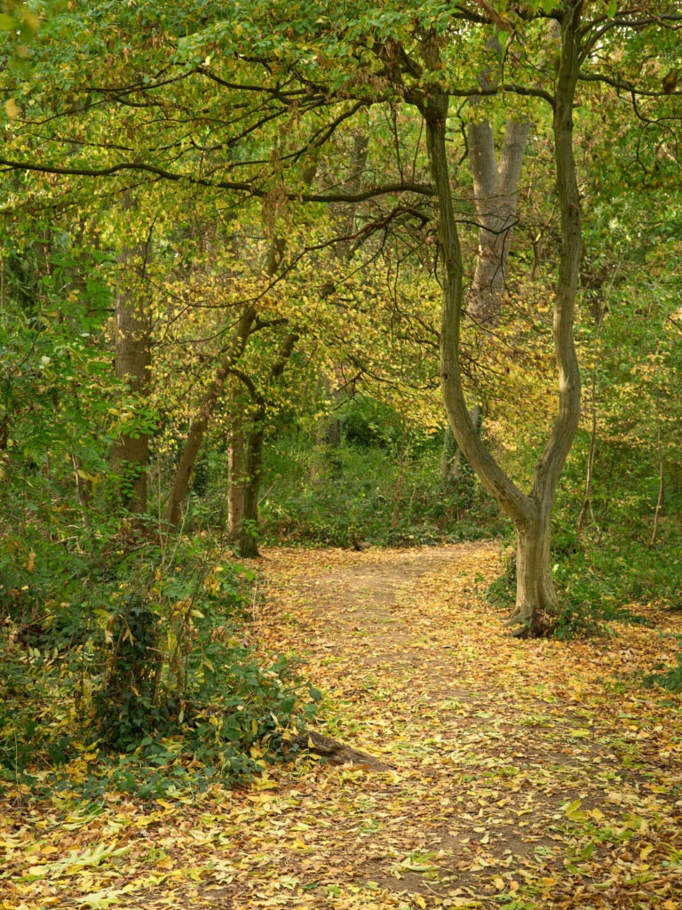 Tuning fork, Savages Wood