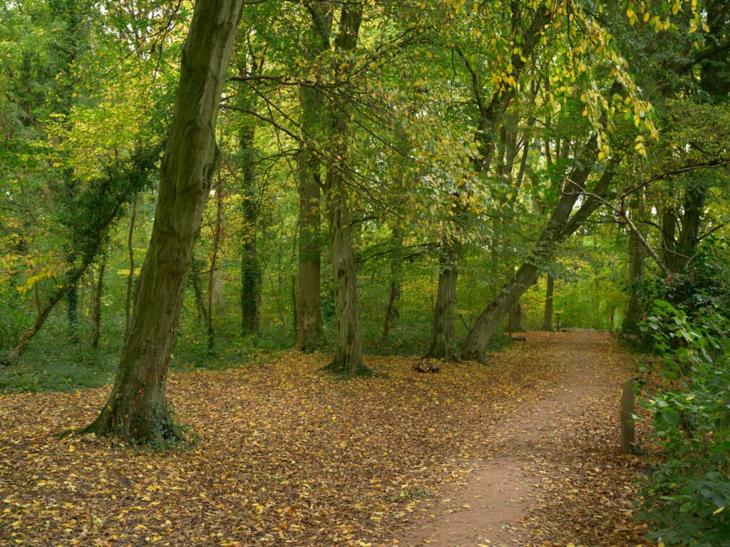 Autumn in Savages Wood