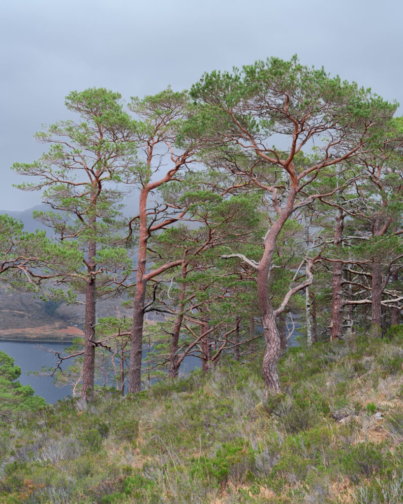 Caledonian pines