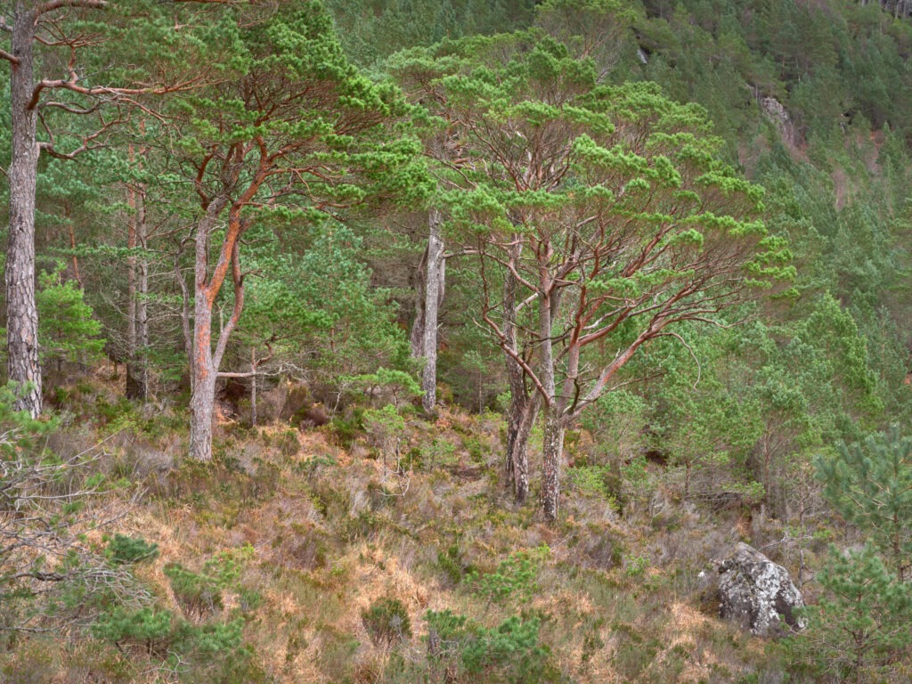 Ben Shieldaig woods