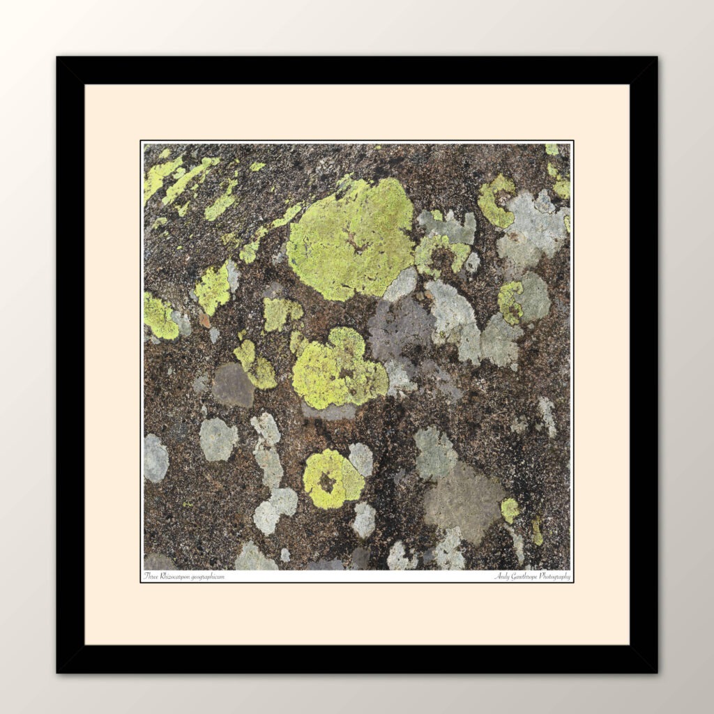 Three Rhizocarpon geographicum