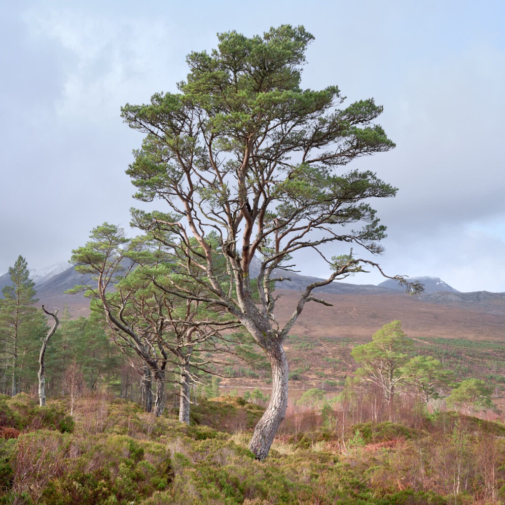 Caledonian pine