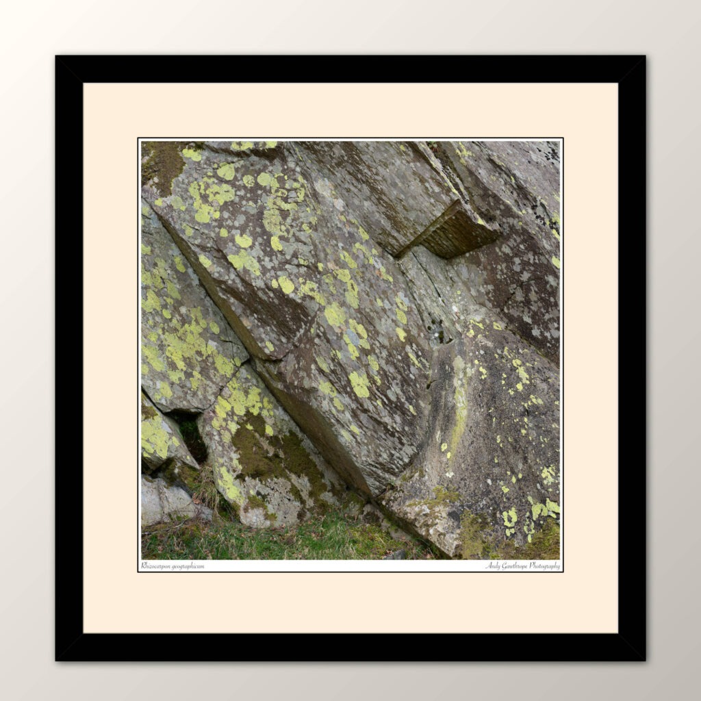 Rhizocarpon geographicum