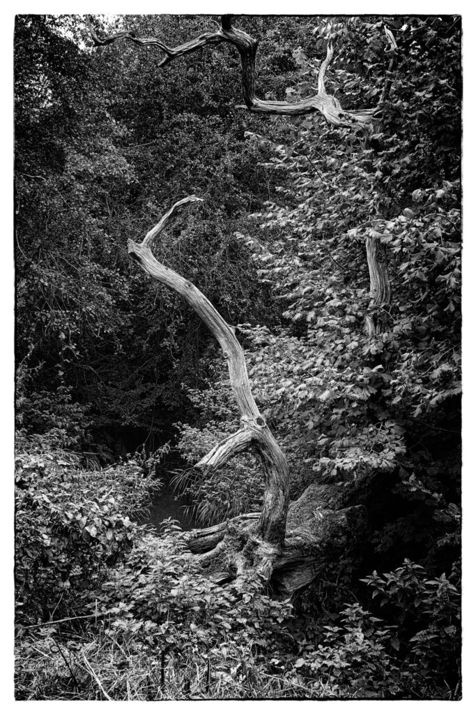 Three Brooks Nature Reserve