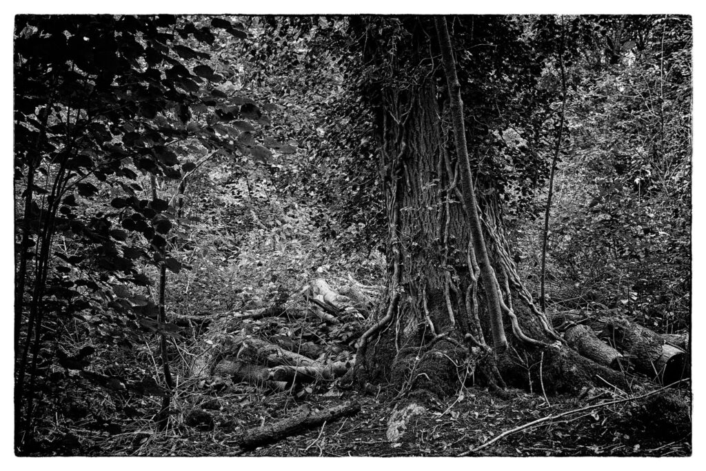Three Brooks Nature Reserve