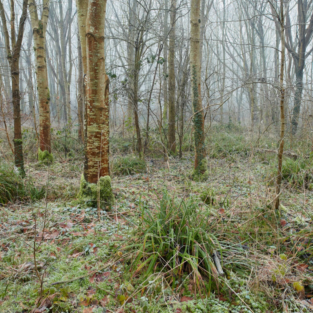 Winter in Savages Wood