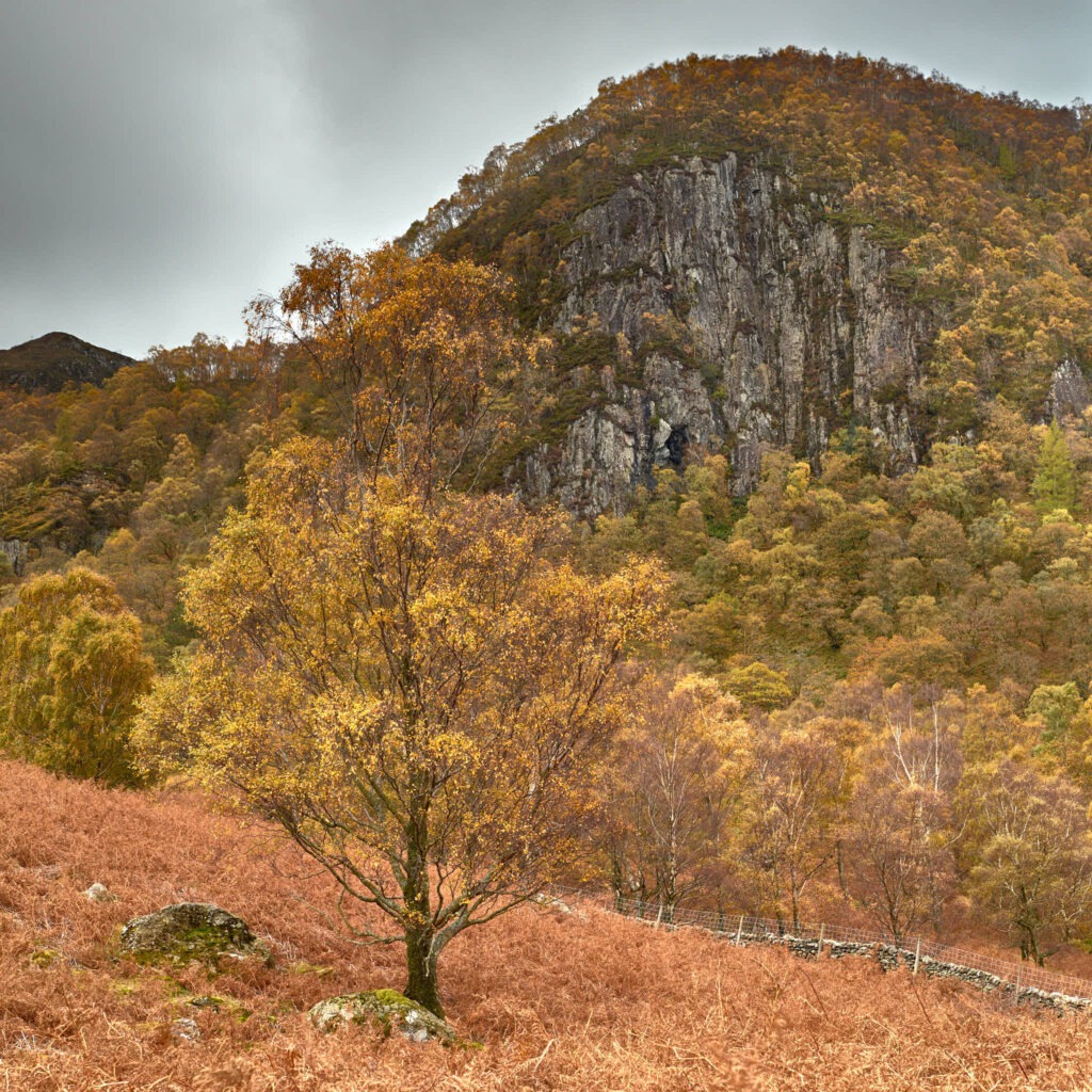 Borrowdale Autumn No. 1