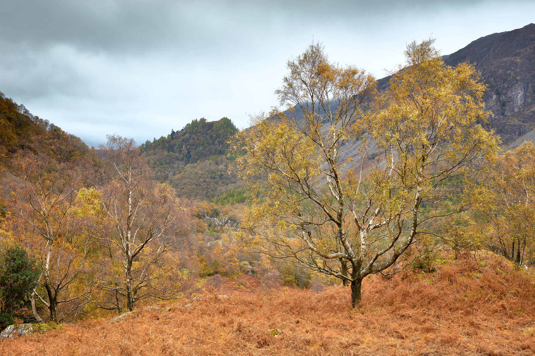 Autumn colour in Borrowdale
