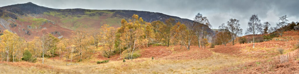 Borrowdale Autumn No. 4