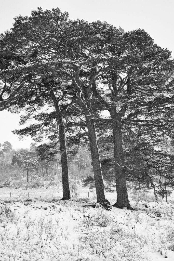 Caledonian pine