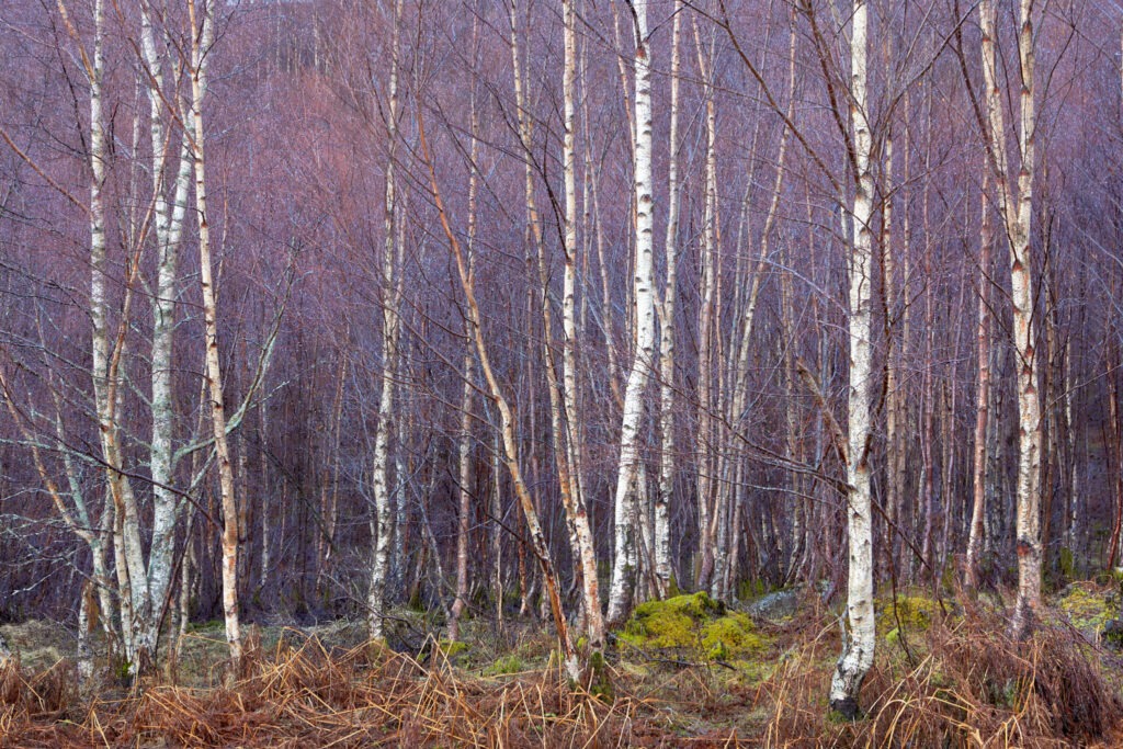 Glen Affric Birch