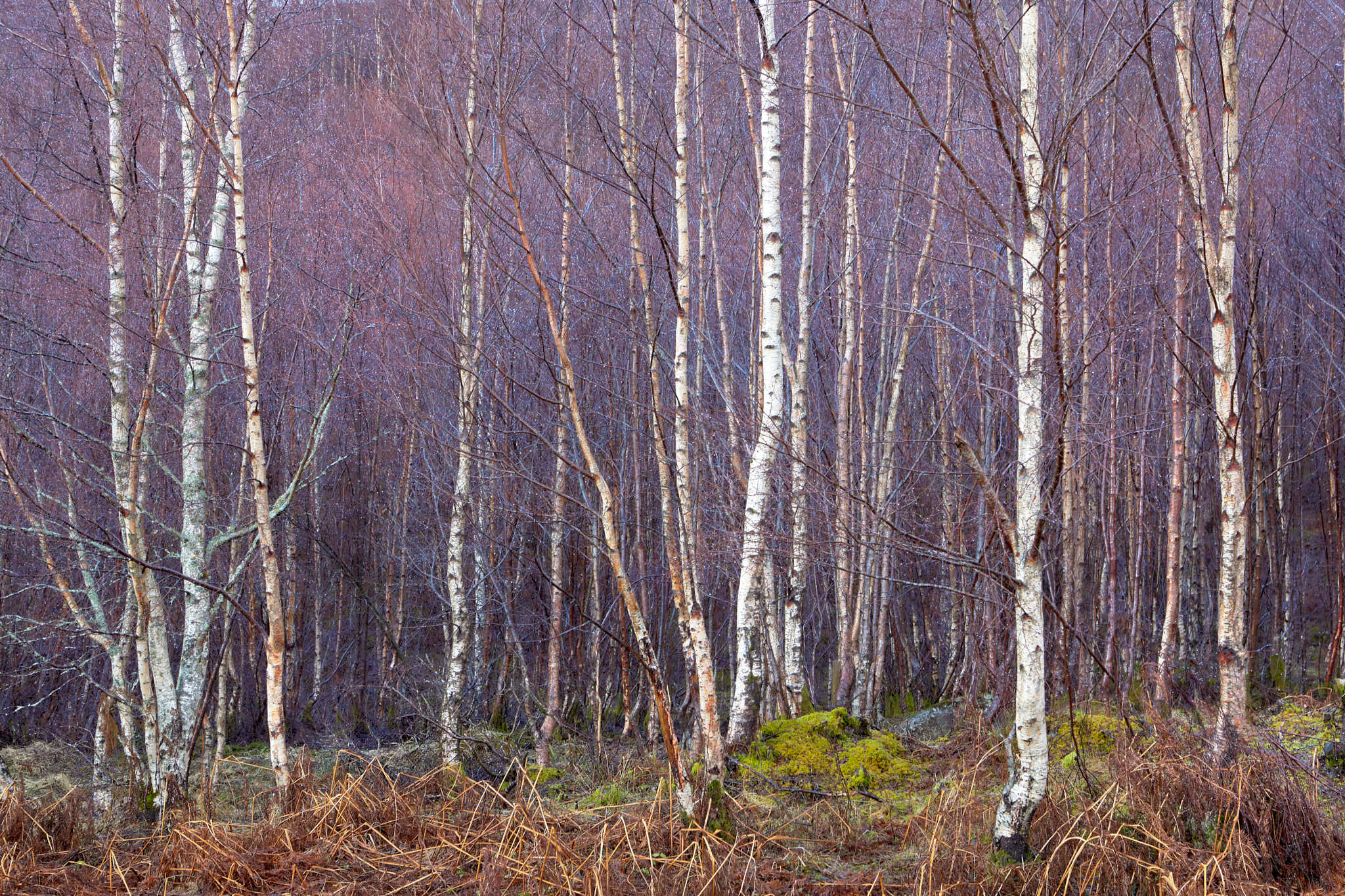 Glen Affric Birch